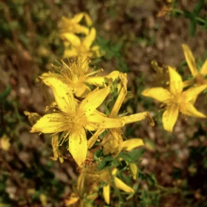 St Johns Wort Summertime
